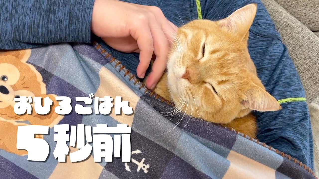添い寝中にごはんが出てきたときの愛猫の反応