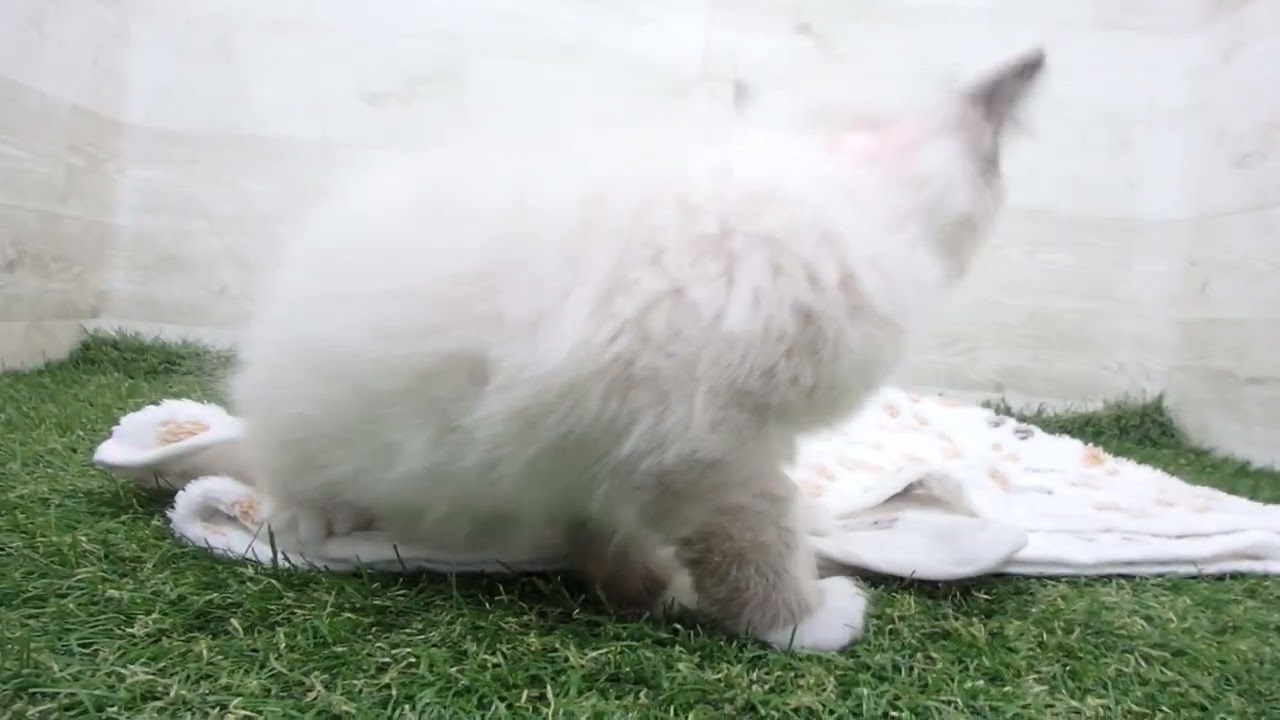 Coo&RIKU　No00656162 ラグドール