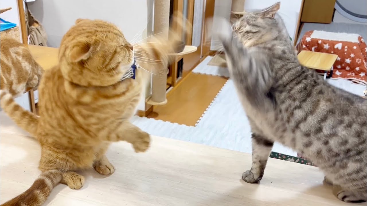 『久しぶりに妻とけんかしてしまいました。え？もちろん負けましたよ。』 #猫 #マンチカン