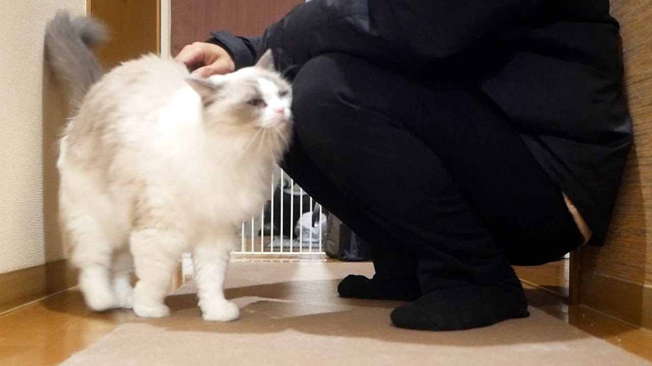 🇹🇭猫と一緒にタイに移住したい飼い主と甘えんぼラグドールのんちゃん。I want to move to Thailand from Japan with my cat.