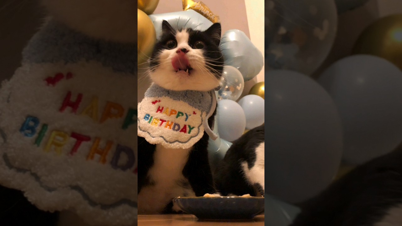 あきくん　1歳の誕生日 #猫 #scottish #スコティッシュフォールド #ハチワレ #minuet #ミヌエット #誕生日