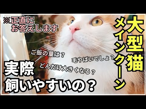 実際に大型猫メインクーンを飼ったらこうだったよって事【6選】