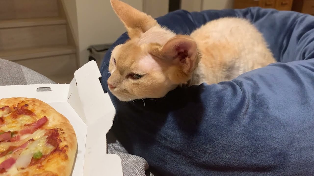 デボンレックス兄は私たちの夕食に興味津々です(Devon Rex cat interested in our dinner)