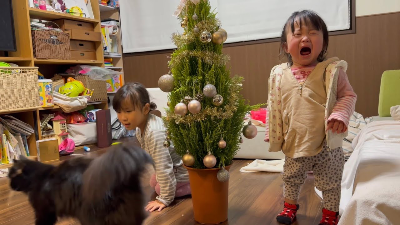 子供達が飾り付けしているクリスマスツリーが気になって仕方がない猫　ノルウェージャンフォレストキャット　Cat seeing a Christmas tree for the first time
