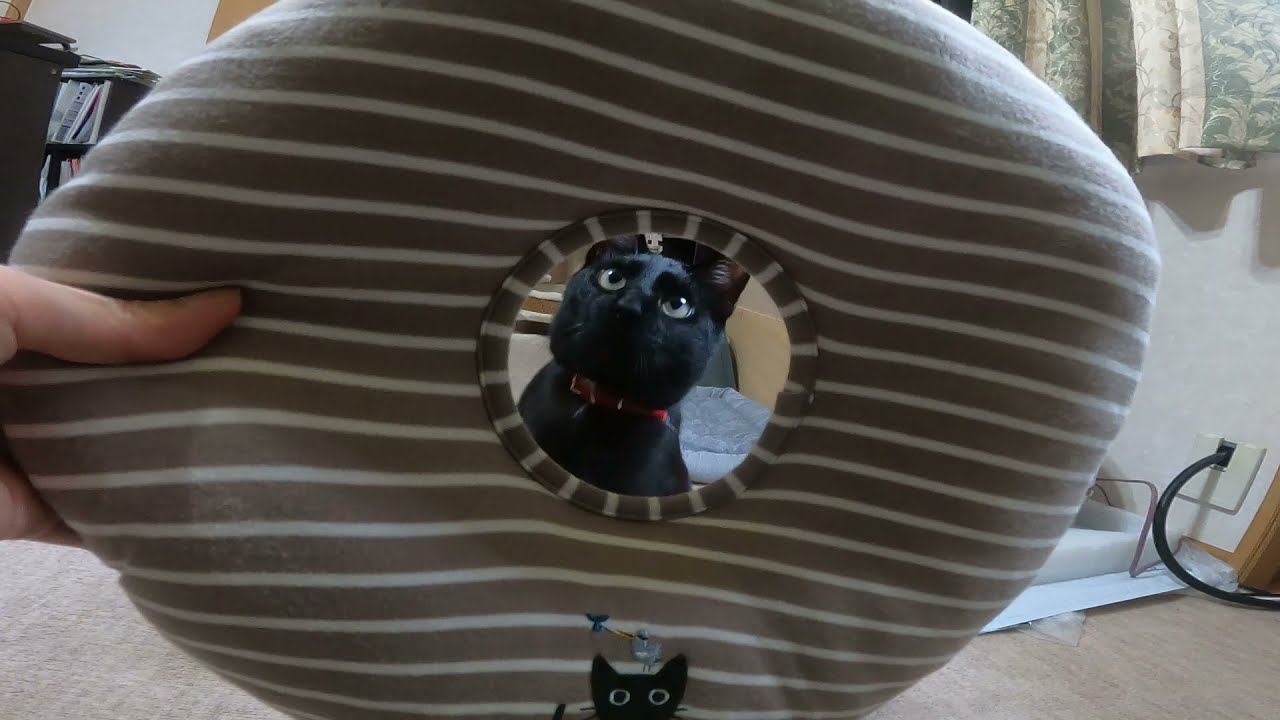 【黒猫Vlog17】ドーナツリベンジDonutsrevenge #shorts #猫 #黒猫 #ボンベイ #Blackcat #Bombay