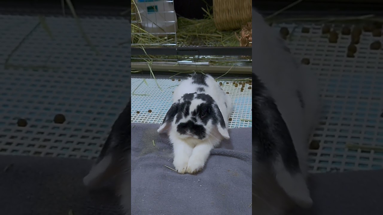 うちの、スフィンクス型A種見て！#蒼穹のファフナー #スフィンクス型 #スフィンクス #エジプト #パワースポット #trip #旅 #うさぎ #うさぎ飼い #愛うさ #ウサギ #バニーガール