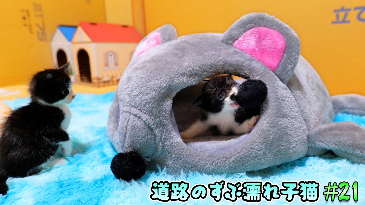 ねずみ洞窟ベッドが子猫達の心を鷲掴み🐭この部屋一番の人気アトラクションになりました🐈🐈【道路のずぶ濡れ子猫 #21】