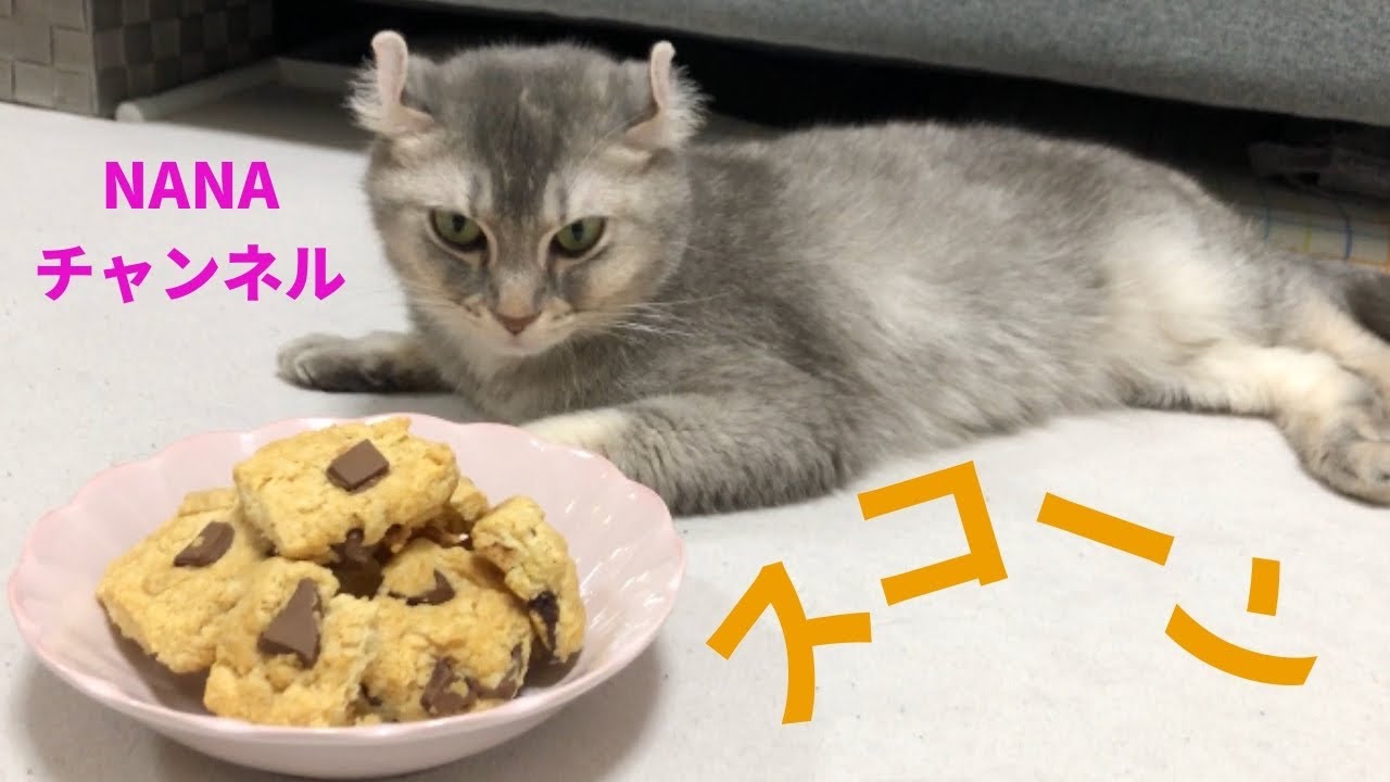 突然スコーンと格闘し始めたNANA(アメリカンカール )