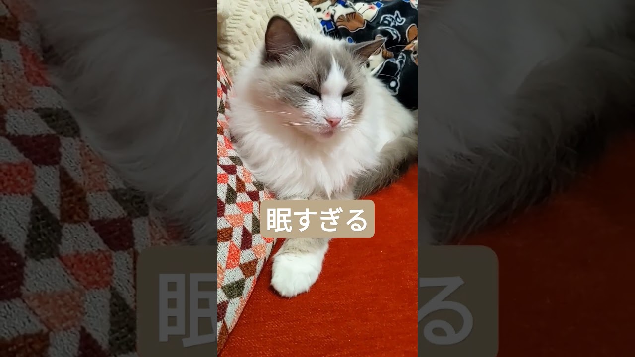 寝る5秒前のラグドール　#shorts
