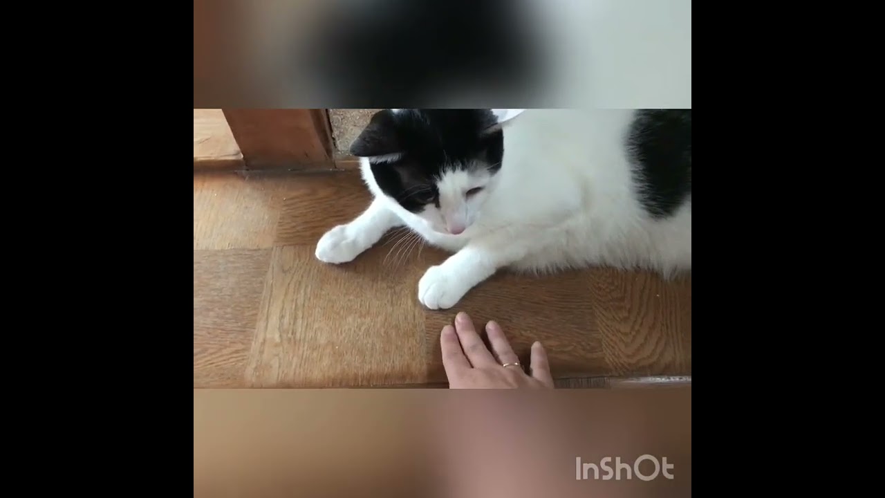 「ぼくにかまわないでほしいにゃ」カプっ