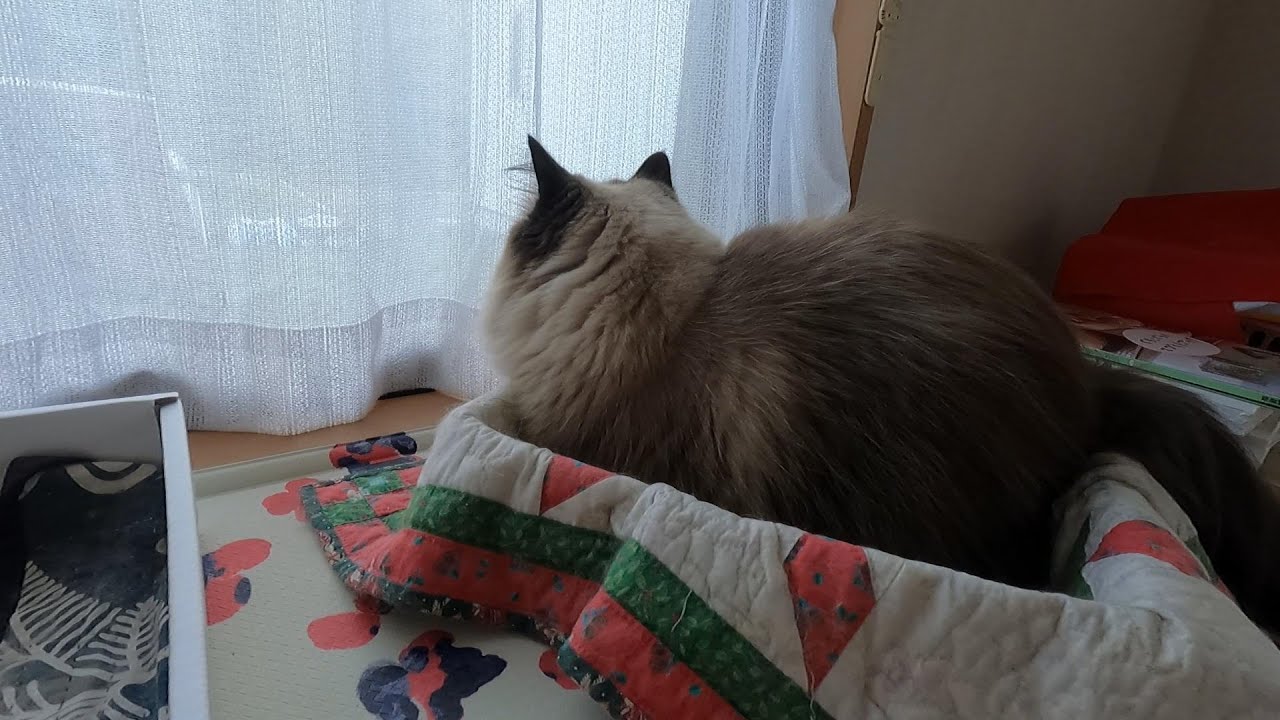 【クラッキング】【ヒマラヤン】クラッキングする声が可愛いグリン#猫　#cat
