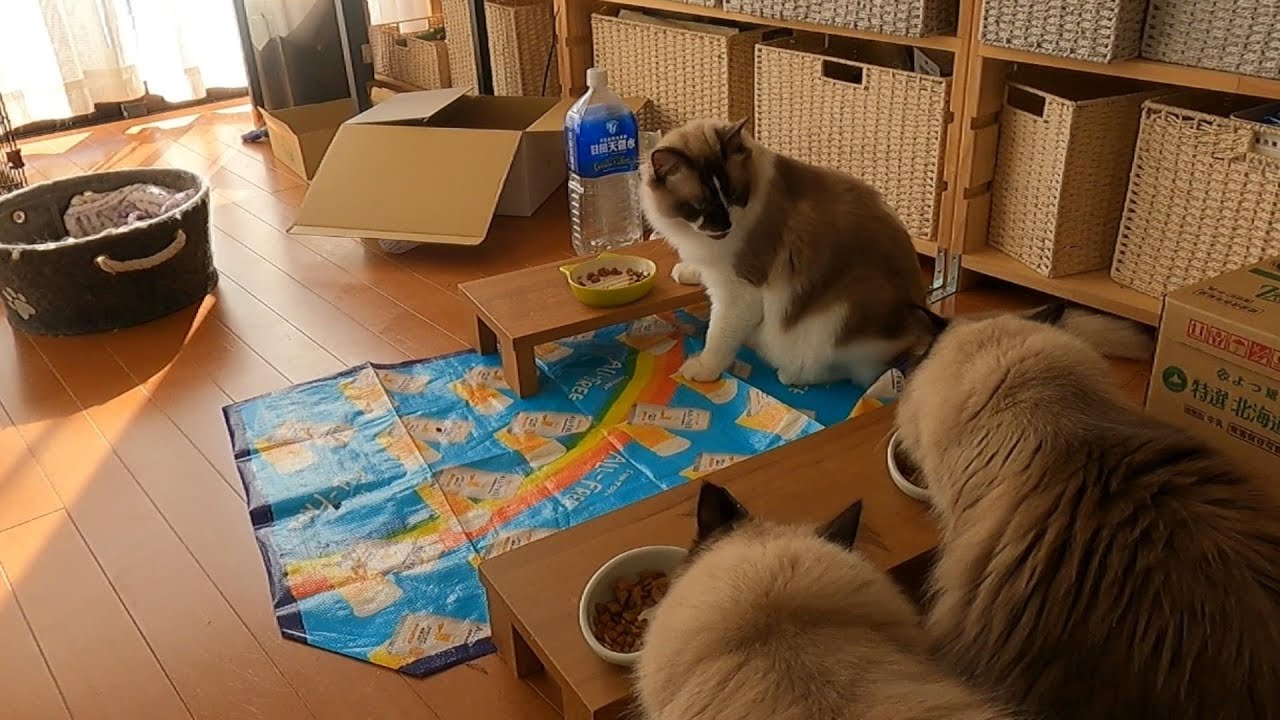 【ラグドール】【ヒマラヤン】慣れた様子でご飯を横取りするらん丸#猫　#cat