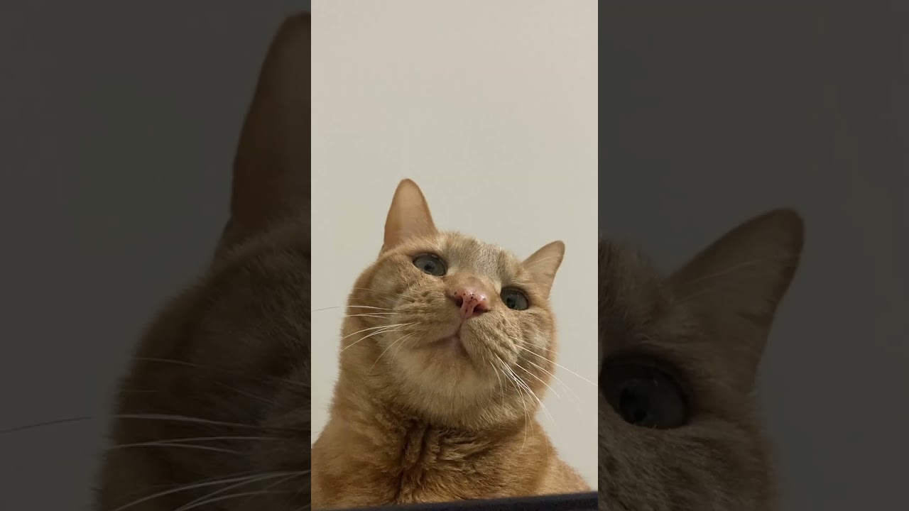【茶トラ猫】下からジラフ#shorts