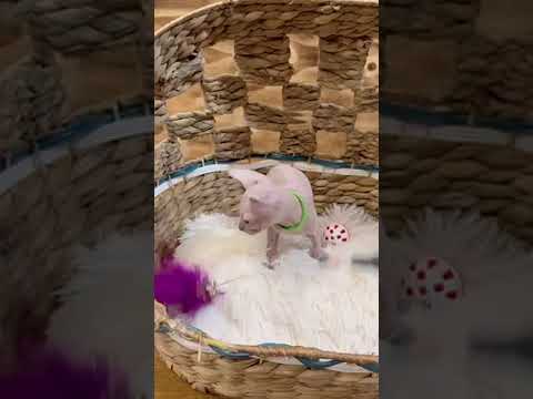 スフィンクス ブルーポイントの男の子☆