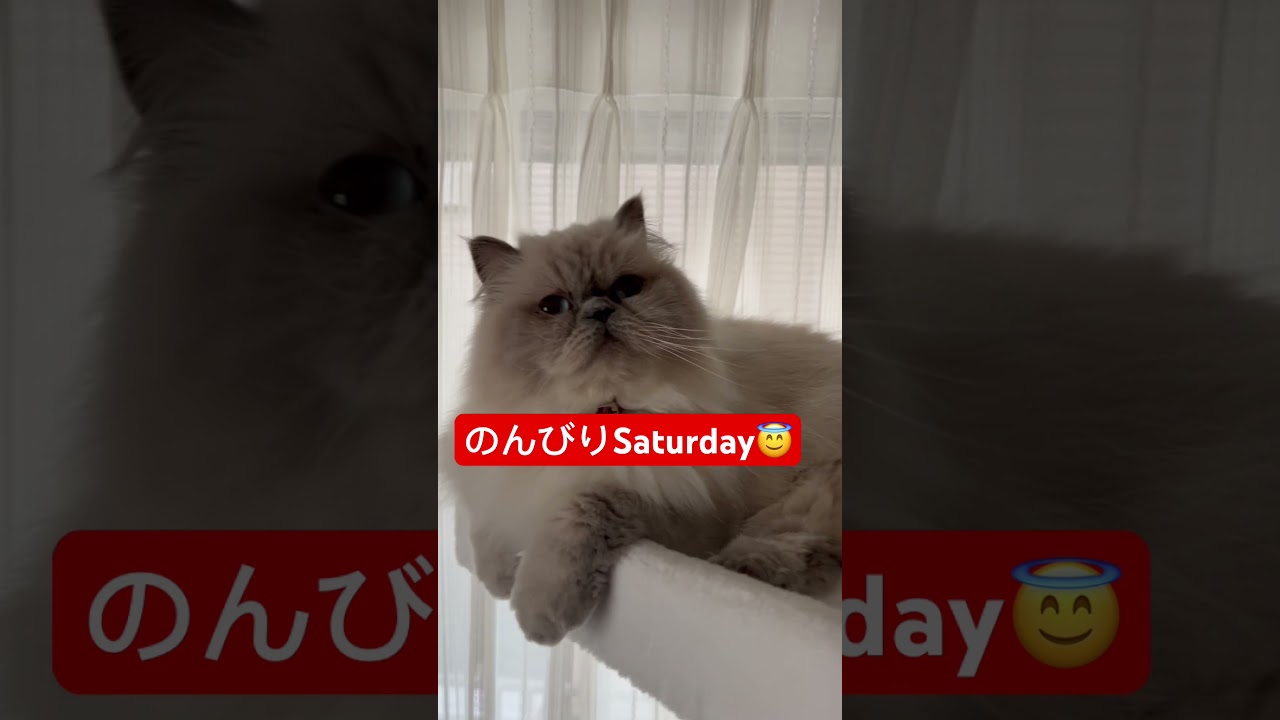 うちのにゃんこマーベル🐈 #shorts  #うちのにゃんこ #ヒマラヤン #cat #マーベル #かわいい