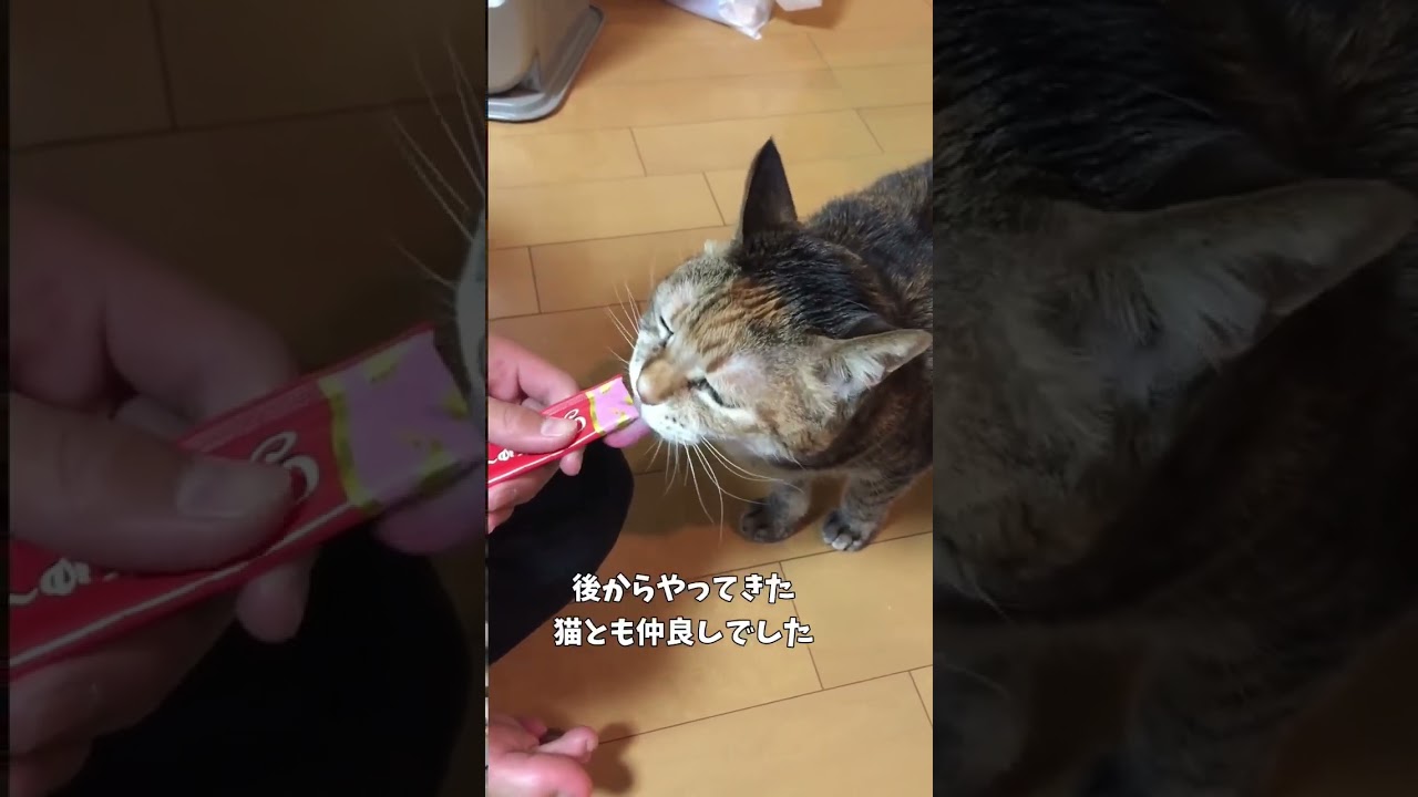 23年間ありがとう！また逢う日までさようなら💕