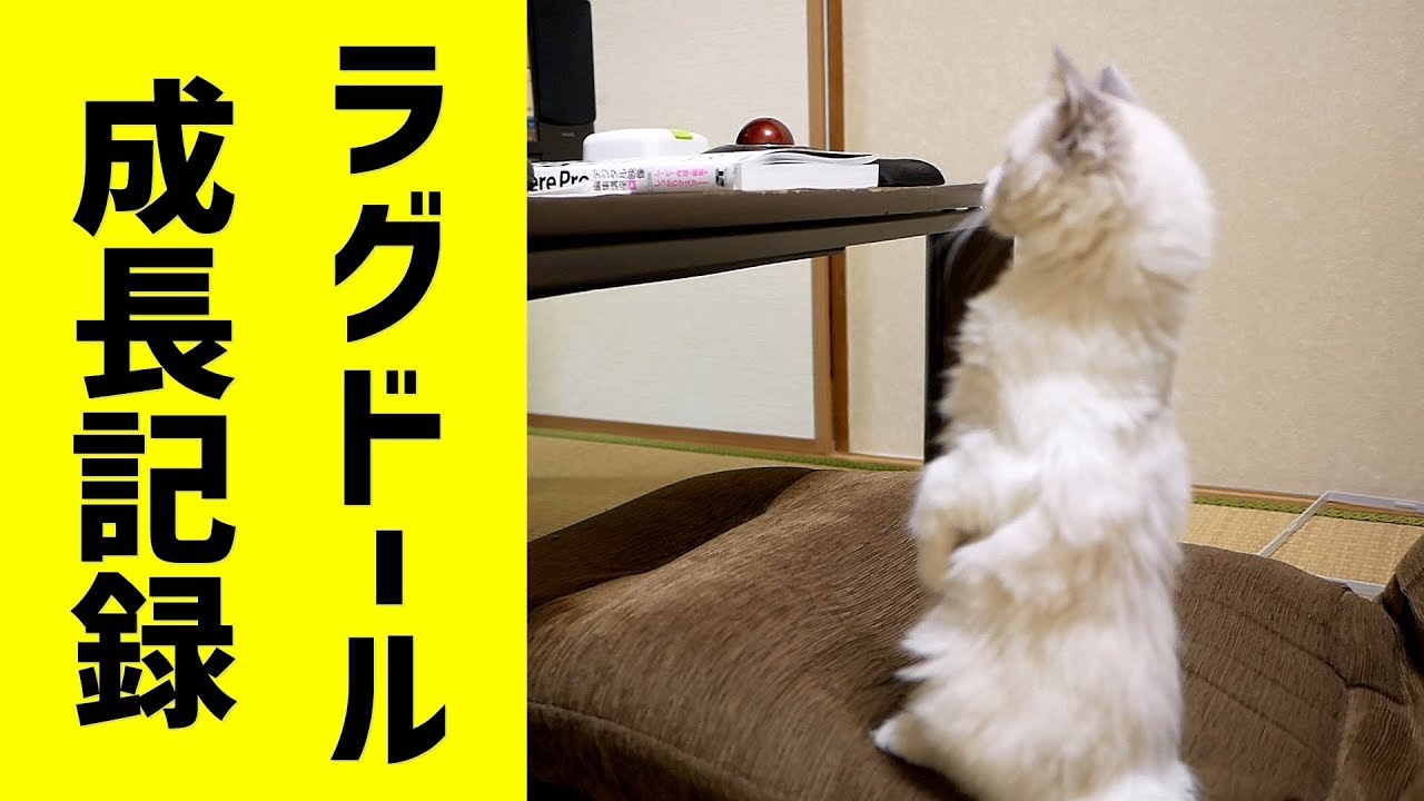 子猫の成長記録。生後3ヶ月の頃です。【ラグドール】