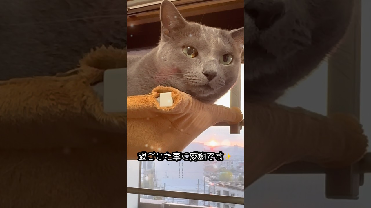 【ロシアンブルー】めろん、朝はキャットタワーでまったり🥰【猫】#shorts
