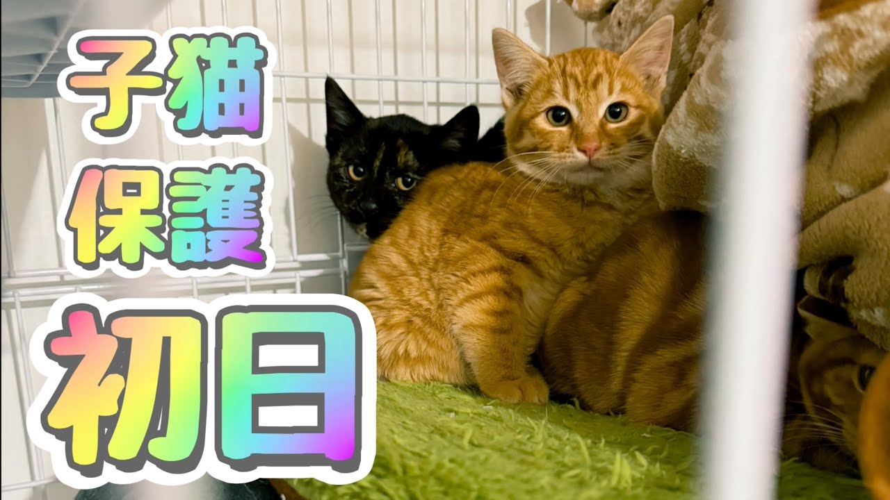 【子猫保護初日】僕ぐらい猫のベテランになると慣れたもんなんですよ！！