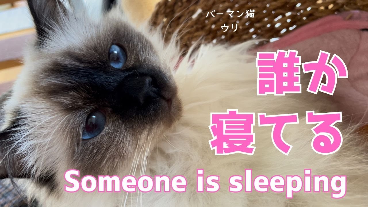 バーマン猫ウリ【誰か寝ている】Someone is sleeping（バーマン猫）Birman/Cat