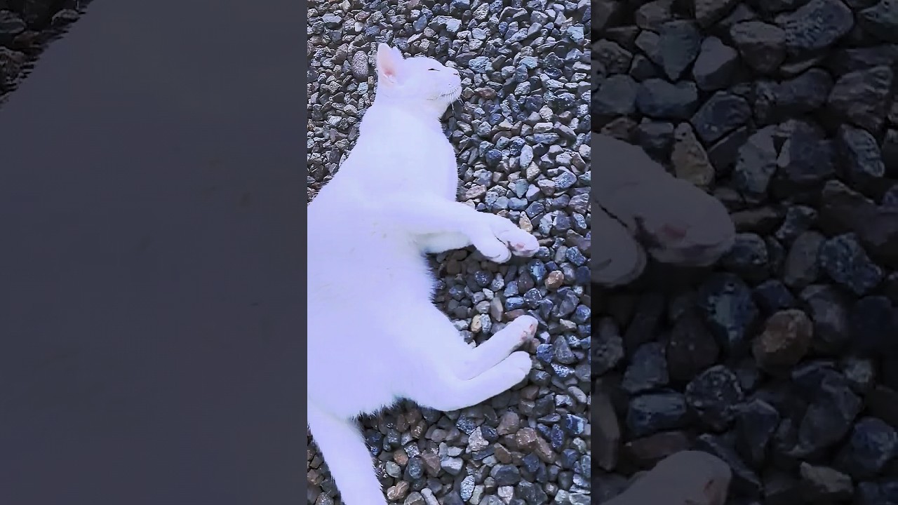 【猫動画】コロコロにゃん