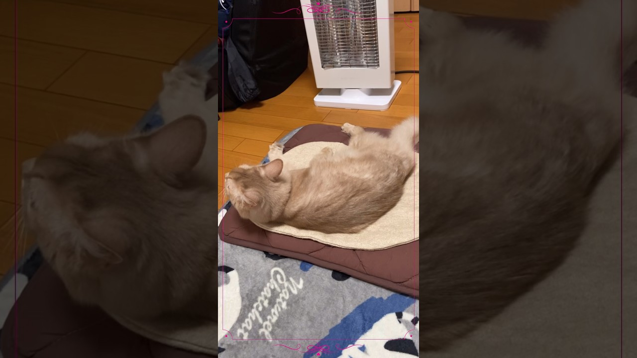 バレた！#shorts #猫#ソマリ