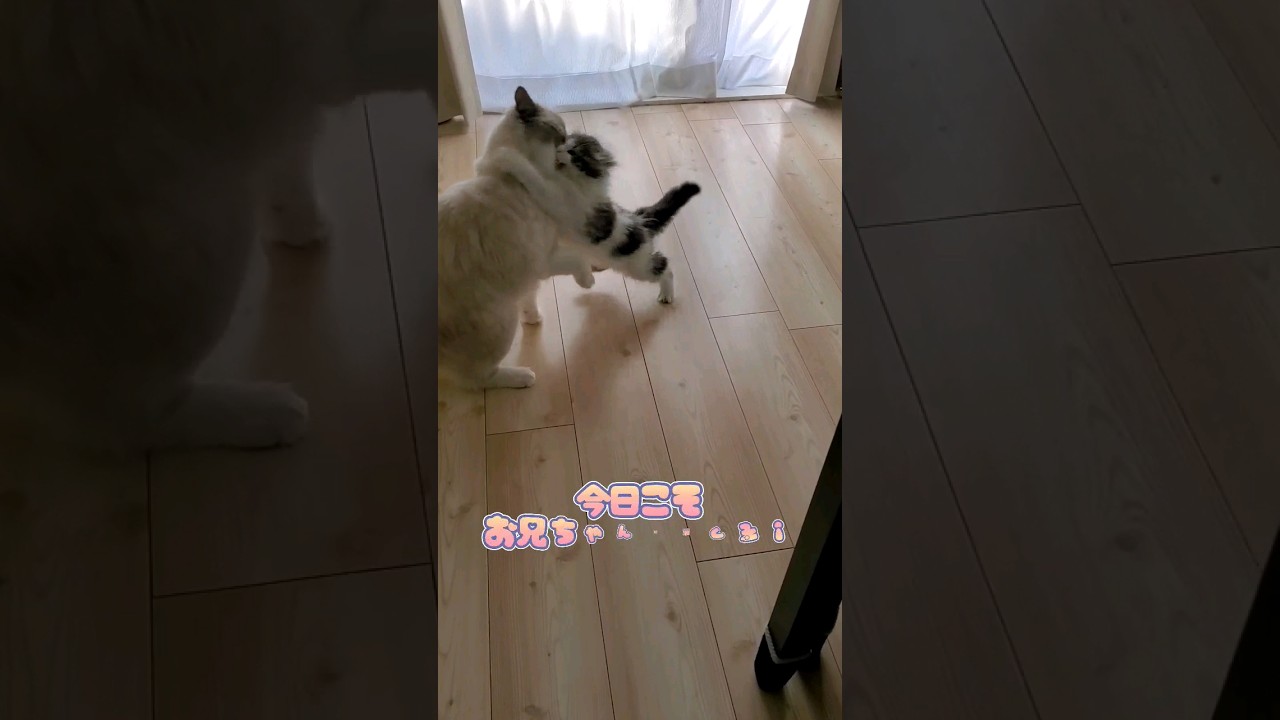 今日こそお兄ちゃんに勝つぞ！ #猫 #日常 #ラグドール #サイベリアン #cat #shorts