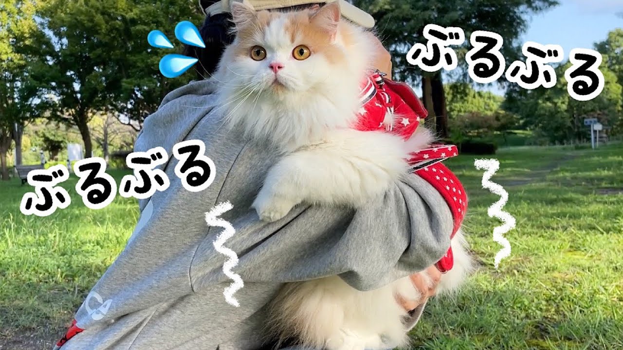 ギャン泣きした双子の赤ちゃんに遭遇し、飼い主に助けを求める猫がかわいかった！