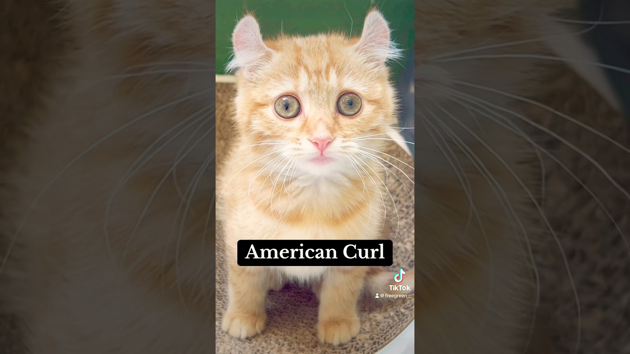 気になるよね〜😙✨#アメリカンカール #子猫 #子猫のいる生活 #茶トラ #americancurl #americancurlcat #animals #animallover #fyp