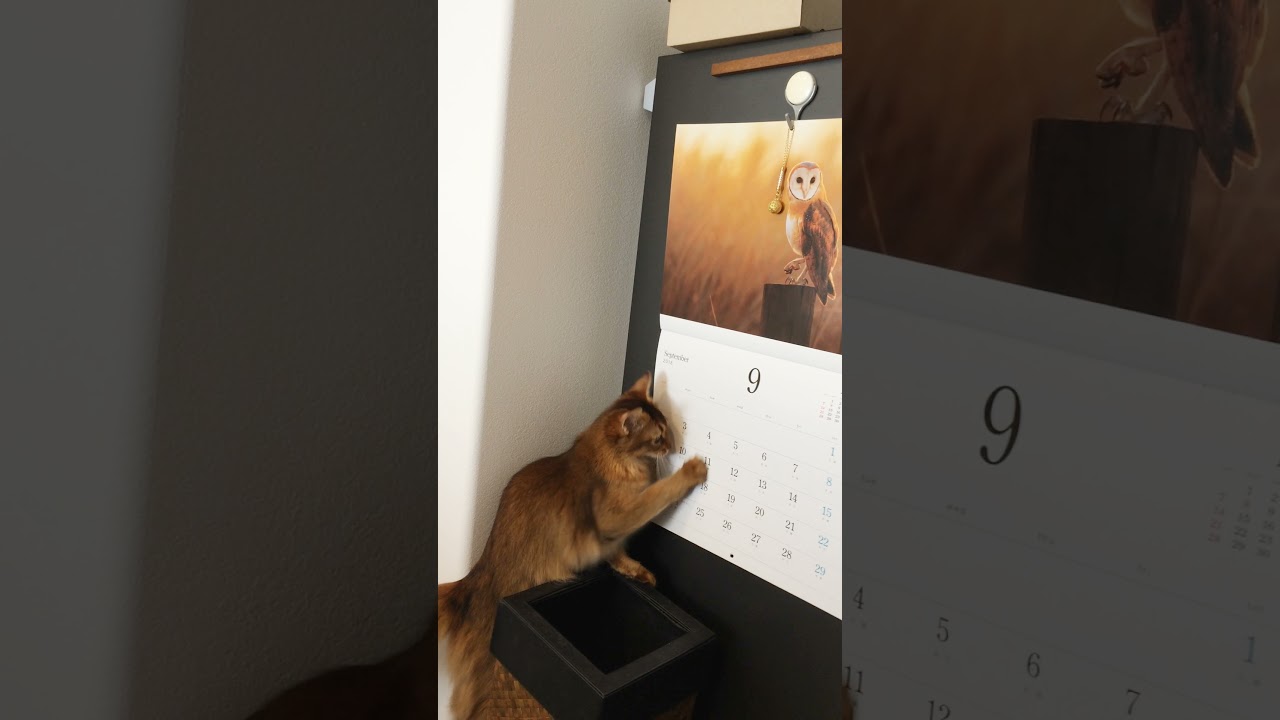 #49　くるみ探検隊隊長〜どうしてそうなったなソマリ〜