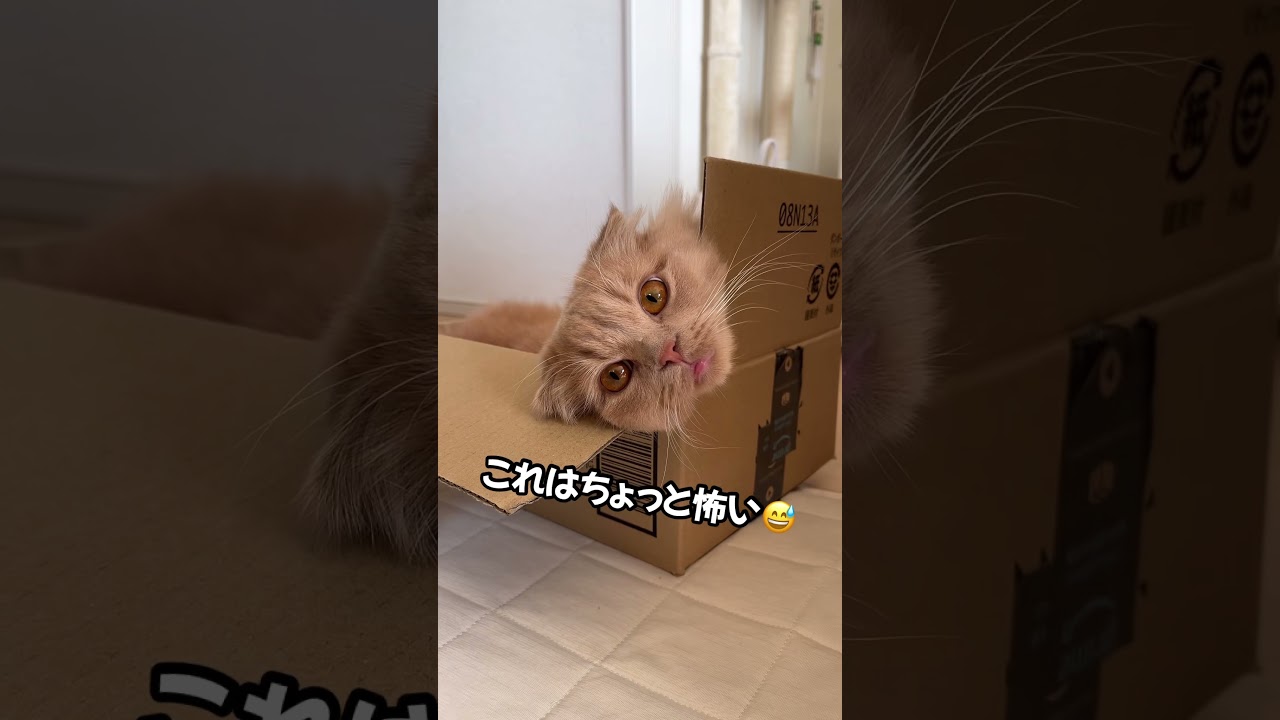 ダンボールの妖精🧚#猫 #cat #スコティッシュフォールド#ラガマフィン#かわいい #おすすめ #あさひなさんた #shorts