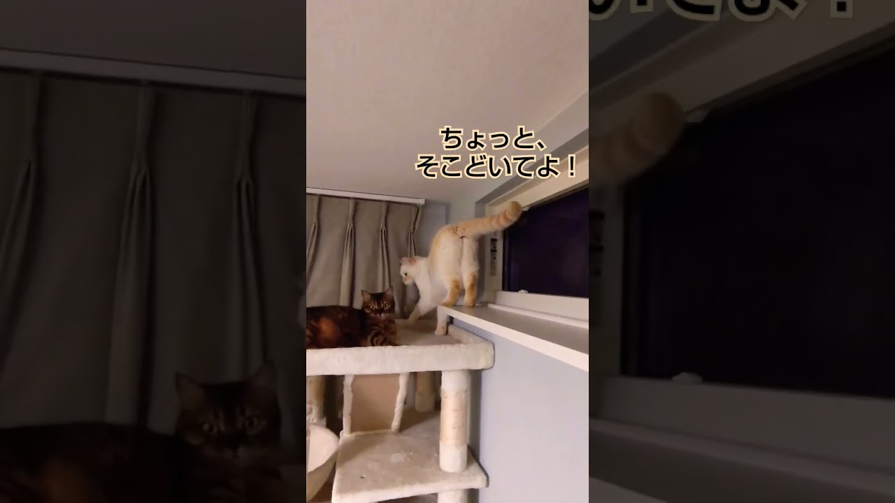 いざ、出陣！②　#shorts