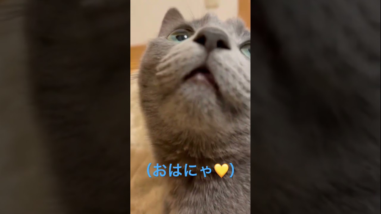 今日も明日も良い日になる動画🧡（ロシアンブルー）#shorts