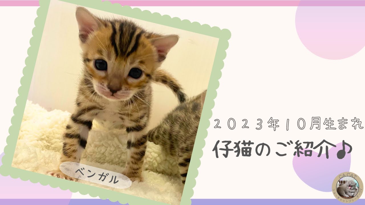 【ベンガル】の仔猫ちゃんをご紹介いたします！