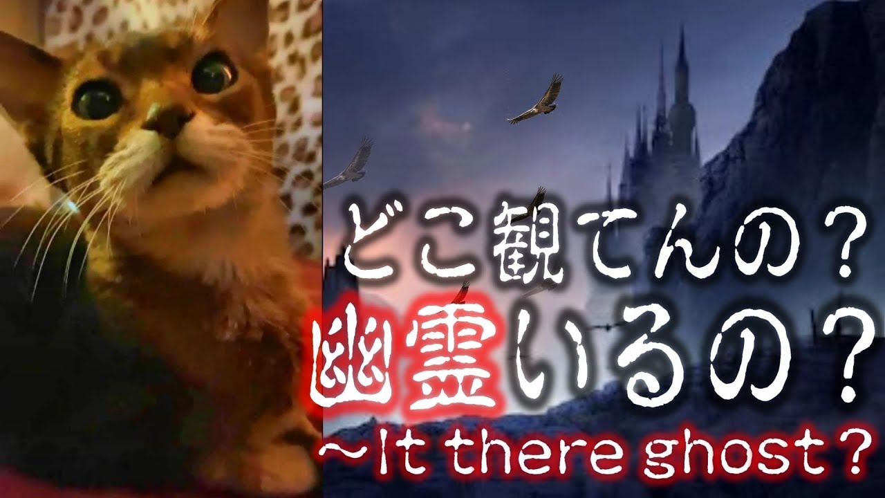 【アビシニアン】What are you looking at, Is there a ghost？～お化けがいるの？