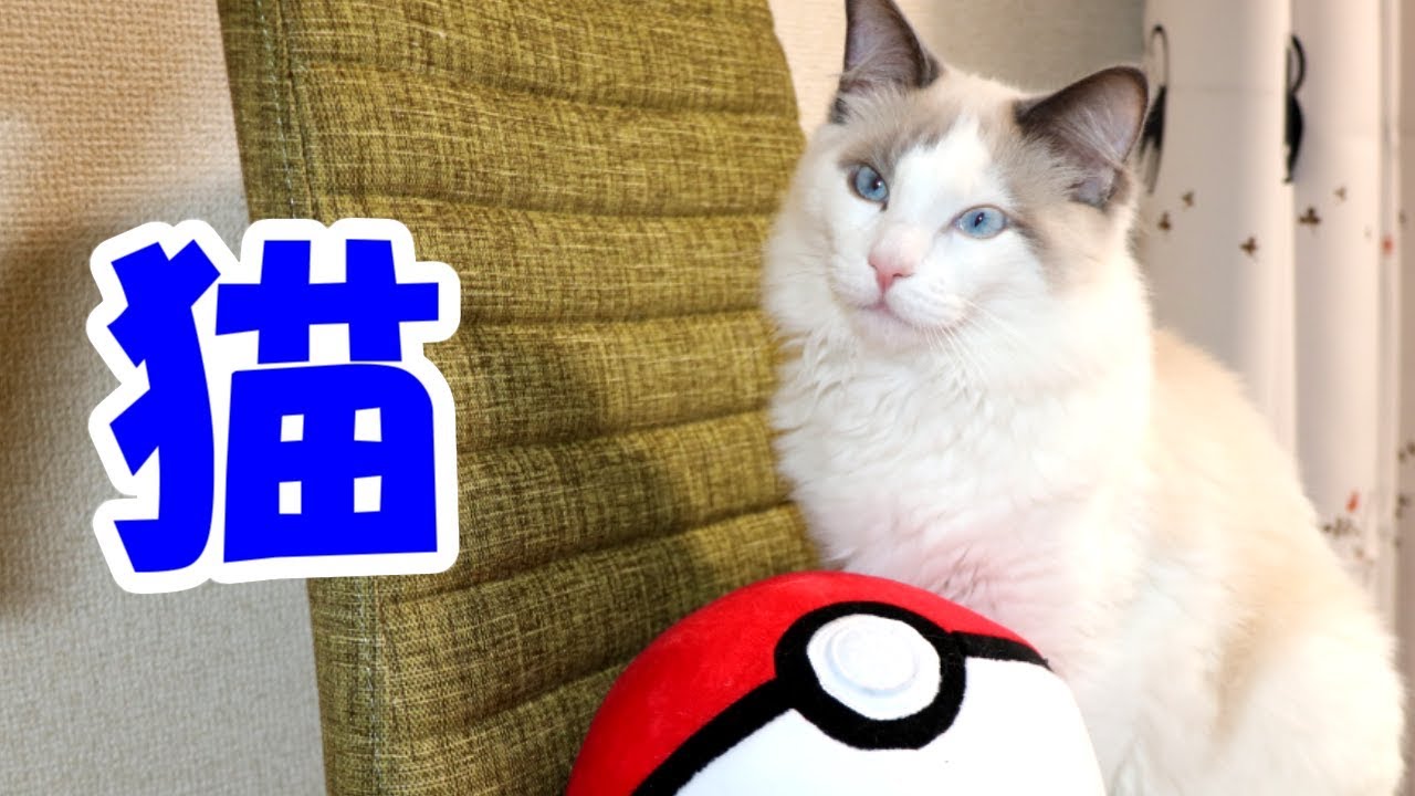 【猫】モンスターボールで遊ぶ「ラグドール」【cat】