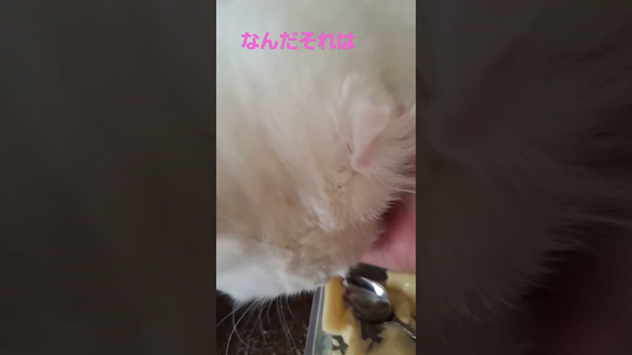 【キンカロー】おつまみを狙うラビちゃん#猫#cat#白猫#shorts