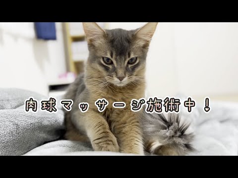 飼い主をマッサージするソマリ！
