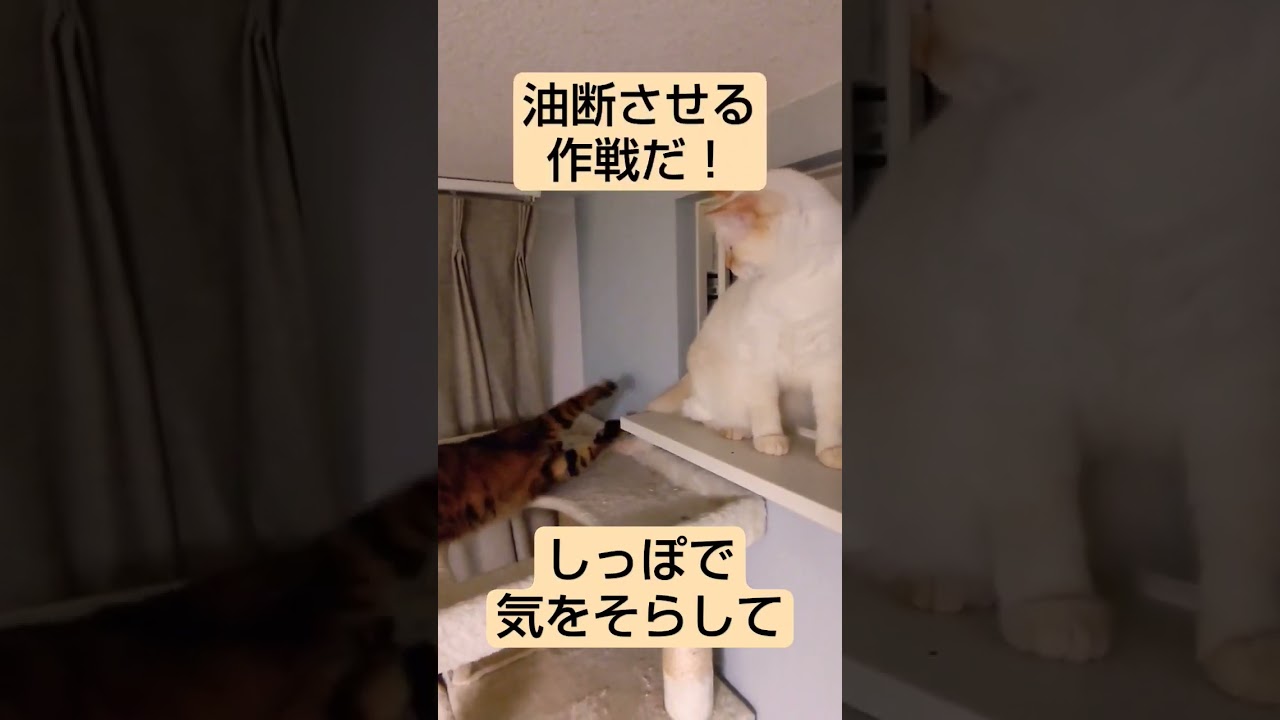 こうなったら、作戦決行③　#shorts