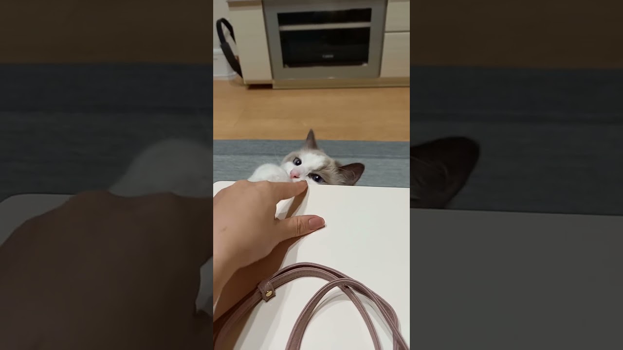つい手が出ちゃう猫　#shorts #猫#ラグドール#かわいい#ルル
