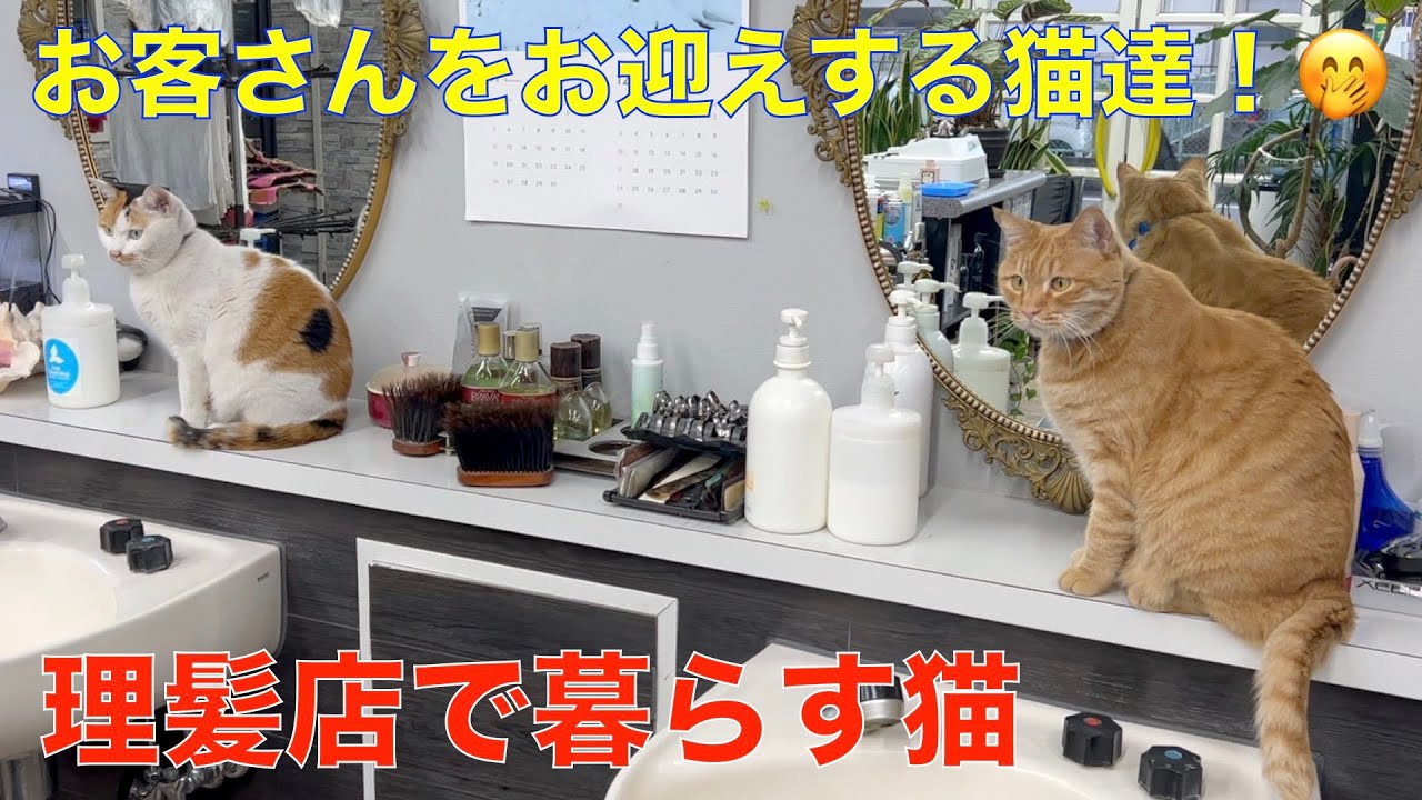 理髪店の招き猫！お客さんをお出迎えする猫達。🤗