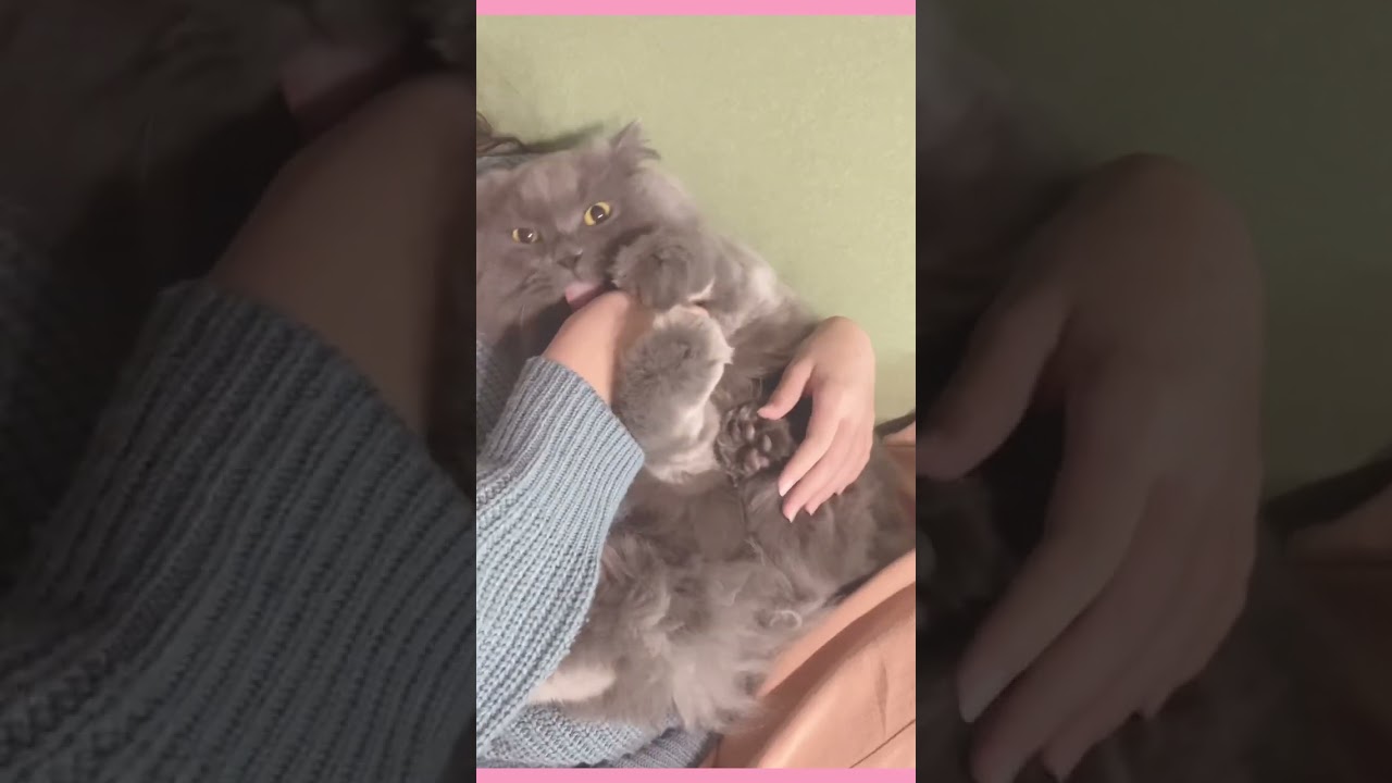 甘えん坊スイッチが入った猫のペロペロ👅　#shorts ブリティッシュロングヘア