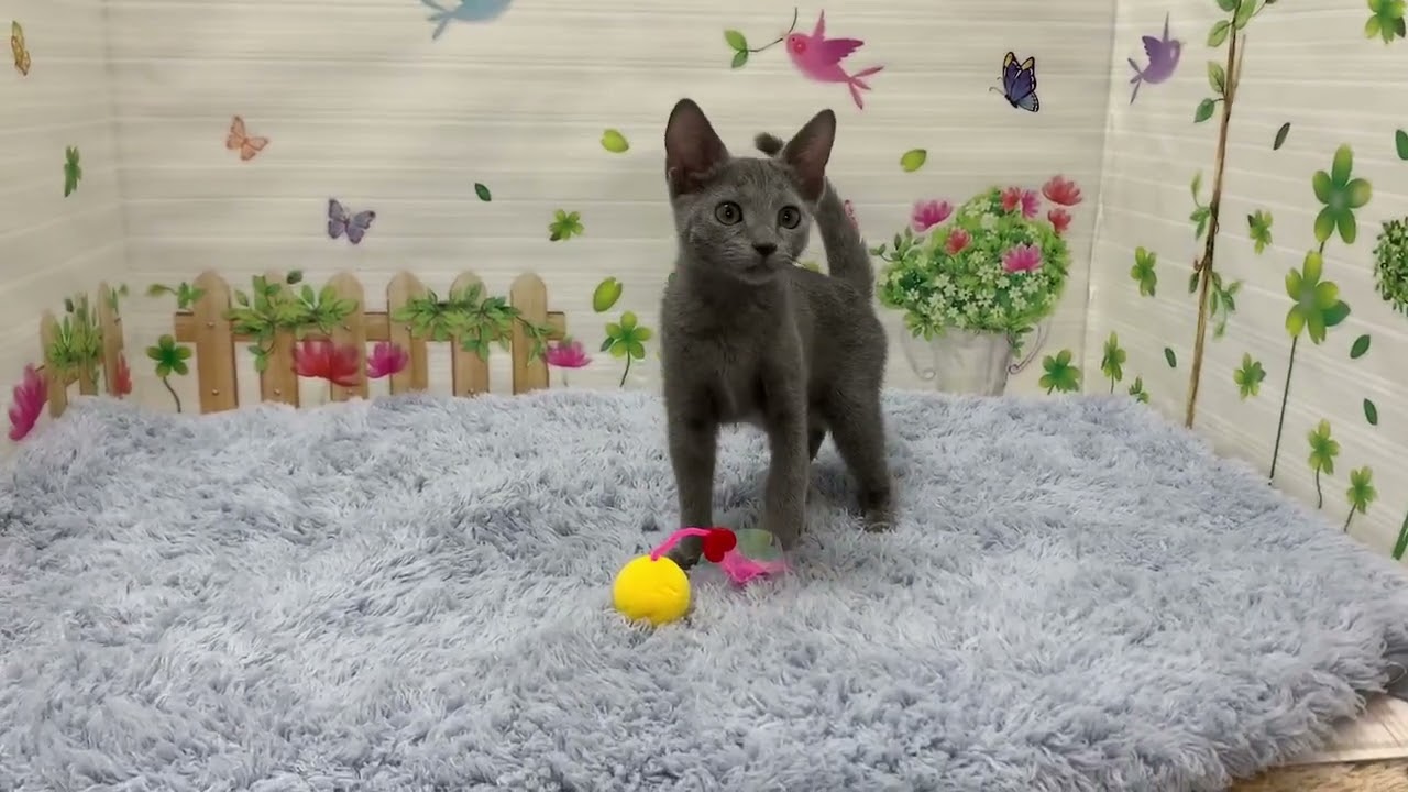 Coo&RIKU　No.652659　ロシアンブルー