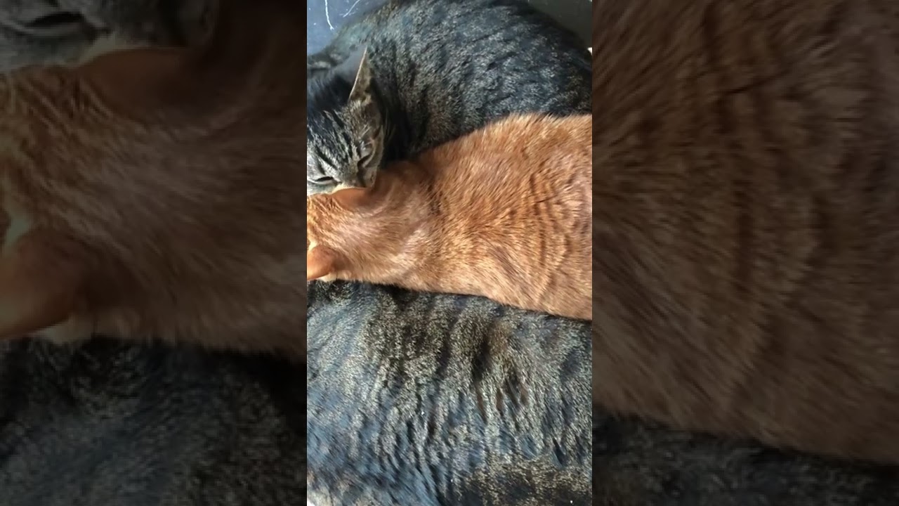 耳掃除を外注するギンジ😄【日本猫の3ニャン】#shorts