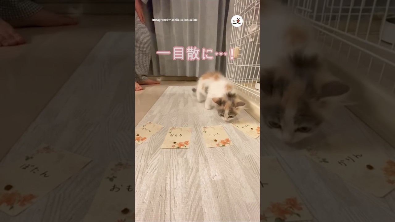 君のお名前は♡｜PECO#子猫 #ラガマフィン #子猫のいる生活 #猫 #愛猫家 #kitten #kittenlife #ragamuffin #cat #catlover