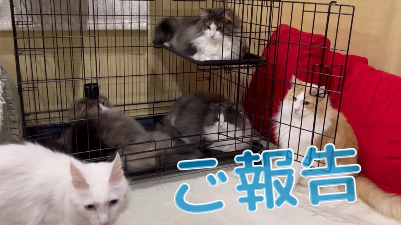 【ご報告】ある一大イベントのために準備をします♪ターキッシュアンゴラとノルウェージャンフォレストキャット♡