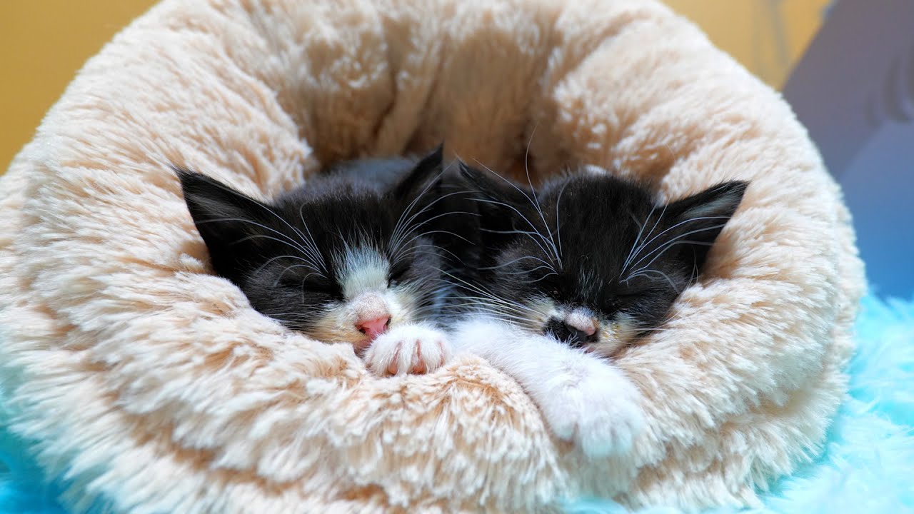 ママを思い出してる？チュパチュパしながら眠りにつく子猫姉妹【道路のずぶ濡れ子猫保護5日目】
