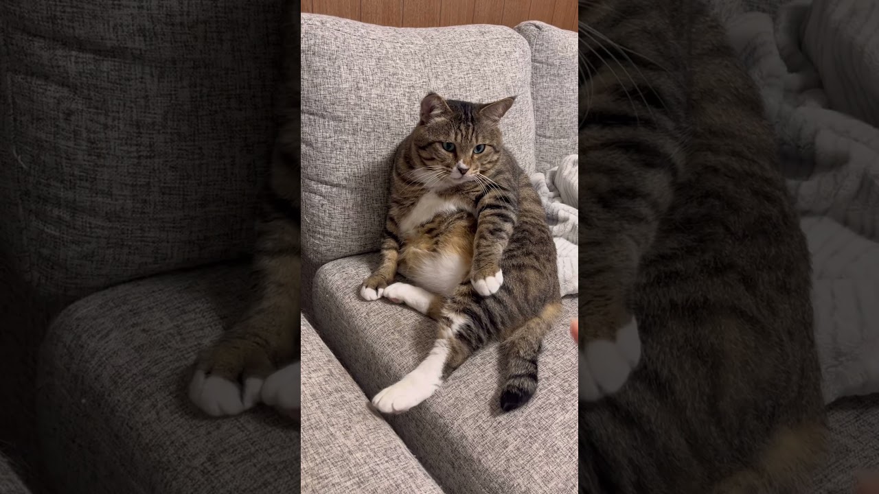 触りたくなるお腹🐻クリームパンが邪魔してくる…✊ #保護猫 #ほたて君 #元ボス猫 #ぬいぐるみ #エイズキャリア #一人暮らし