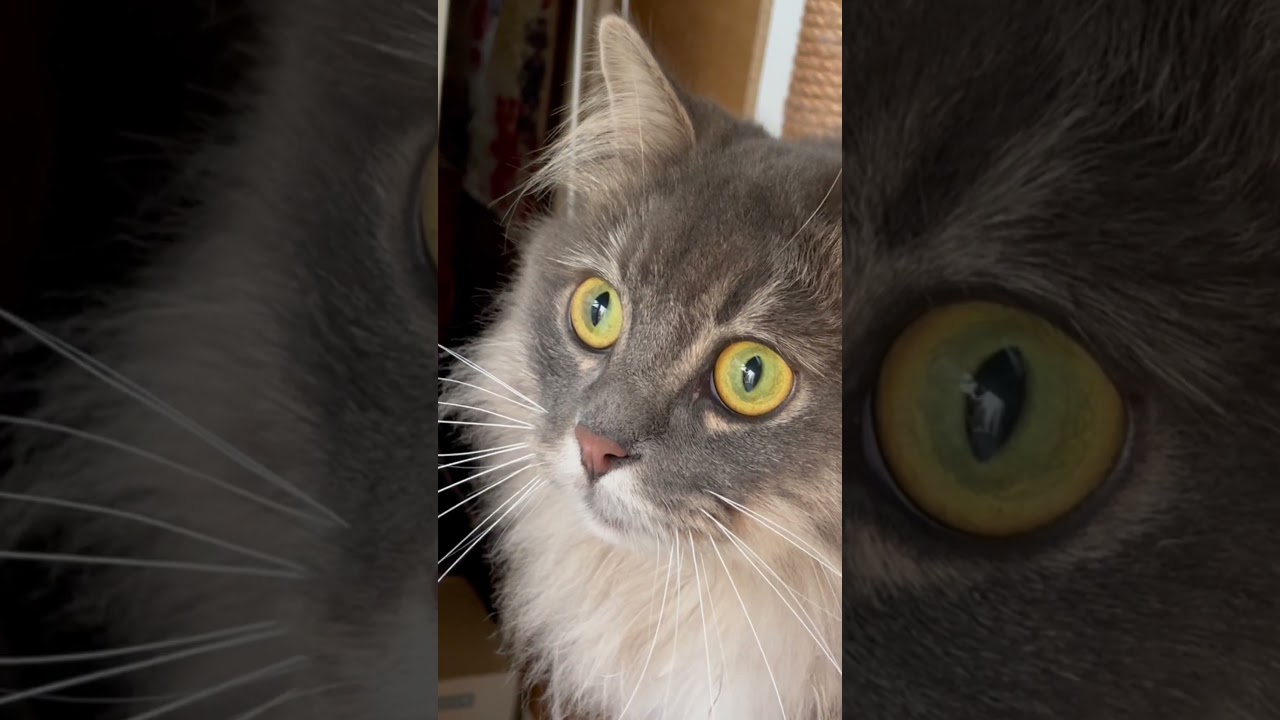 サイベリアン【けふの百 2023.04.22】1歳10ヶ月 #siberiancat