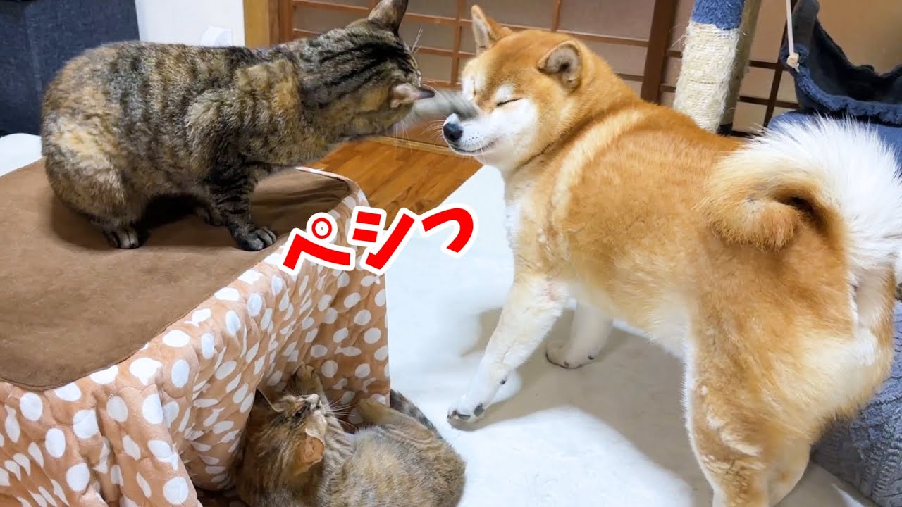 子猫と遊ぶ柴犬に先輩猫が激おこ。